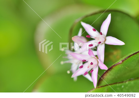 Kagetsu Kagetsu 40549092