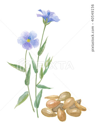 Flax and seeds of flax Flax and seeds of flax 40549156
