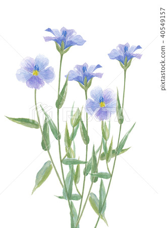 亞麻蝨子花 40549157