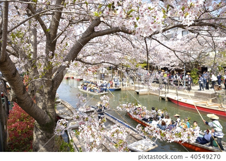 柳川市河景春風光 40549270