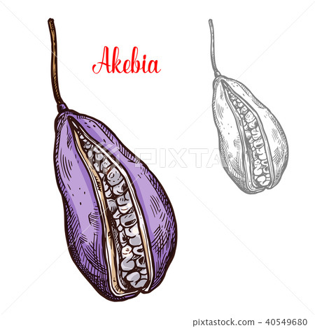 Akebia fruit sketch with exotic japanese berry Akebia fruit sketch with exotic japanese berry 40549680