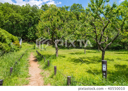Asama mountain park scenery 40550010