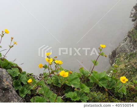 Alpine plants of Yatsugatake 4 Alpine plants of Yatsugatake 4 40550054