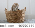兔子在籃子裡 40550149