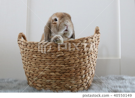 兔子在籃子裡 兔子在籃子裡 40550149