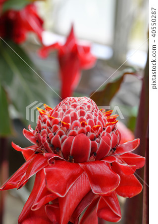 Torch ginger flowers 40550287
