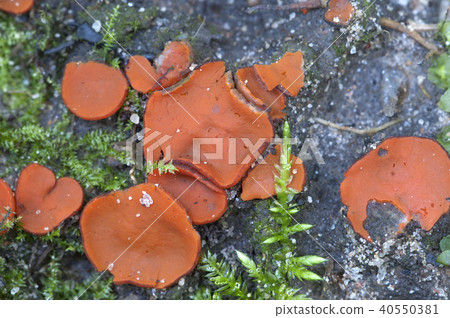 Scutellinia sp. fungus Scutellinia sp. fungus 40550381