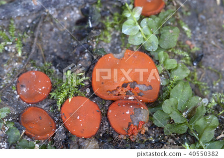 Scutellinia sp. fungus 40550382
