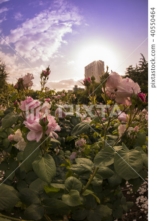 Tora公園/玫瑰園 Tora公園/玫瑰園 40550464