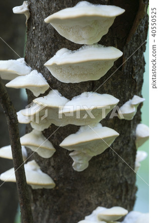 Postia stiptica 40550525