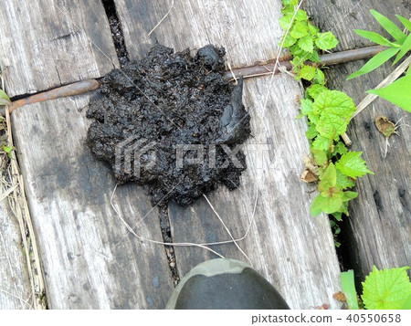Bear excrement on wooden path of Mt. Ikuo 40550658