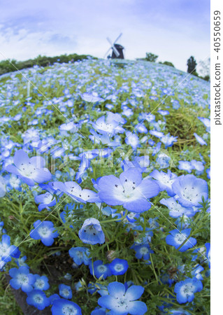 Tsurumi green space park / nemophila field 40550659