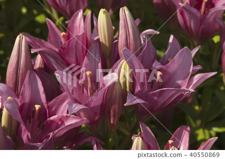 Pink lily flowres Pink lily flowres 40550869