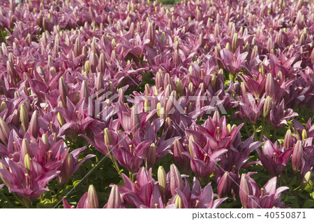 Pink lily flowres Pink lily flowres 40550871