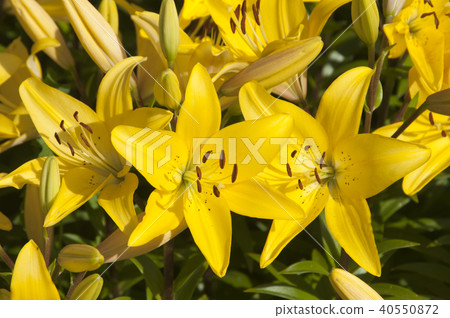 Yellow lily 40550872