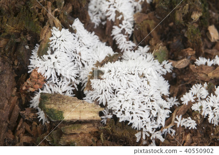 Ceratiomyxa fruticulosa 40550902