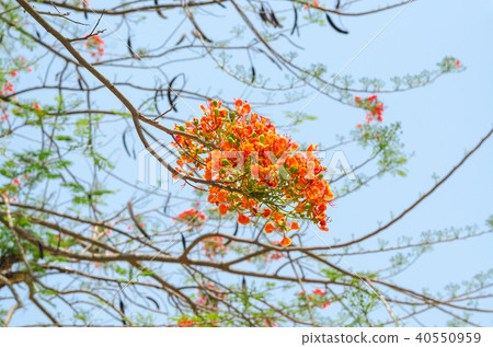 Flamboyant (Caesalpinia pulcherrima) with blue sky 40550959