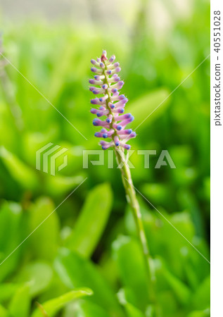 Aechmea gamosepala with green leave background Aechmea gamosepala with green leave background 40551028