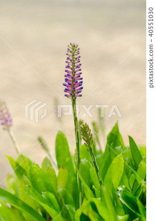 Aechmea gamosepala with green leave background 40551030