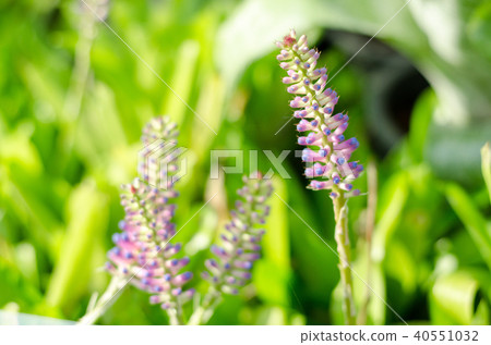Aechmea gamosepala with green leave background Aechmea gamosepala with green leave background 40551032