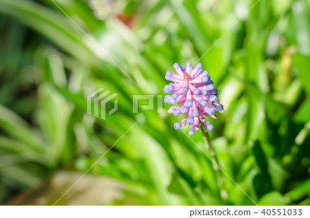 Aechmea gamosepala with green leave background 40551033