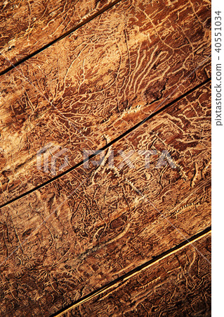 paths of beetles on old wood 40551034