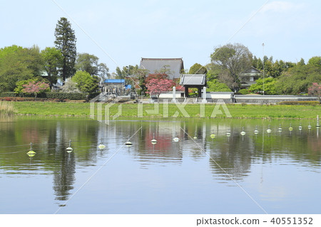 館林杜鵑花公園 約努馬和善長寺 照片素材 圖片 圖庫 館林杜鵑花公園 約努馬和善長寺 照片素材 圖片 圖庫