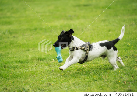 A little black and white Jack Russel plays outside 40551481