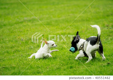 A Jack Russel and a Chihuahua play together 40551482