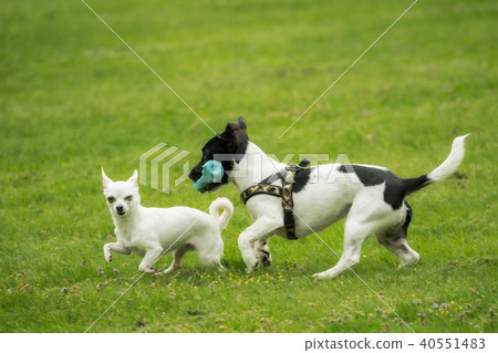 A Jack Russel and a Chihuahua play together 40551483