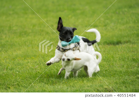 A Jack Russel and a Chihuahua play together 40551484