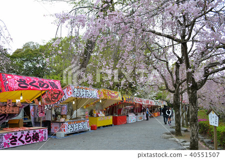 Branch stall of cherry blossom festival of Mishima Taisha 40551507