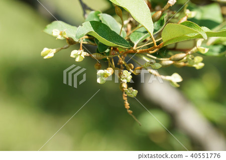Natsugumi flowers and fruits Natsugumi flowers and fruits 40551776