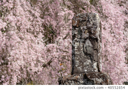 Cherry blossoms and stone tower Cherry blossoms and stone tower 40552854