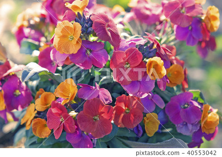 Elisimum Elisimum 40553042