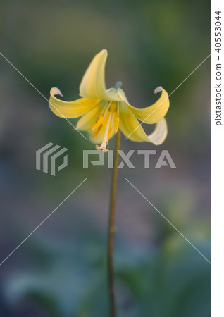 Erisuroniumu 40553044