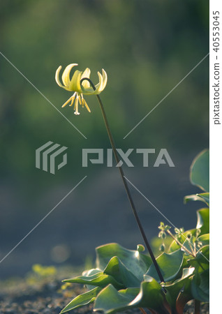 Erythronium Erythronium 40553045
