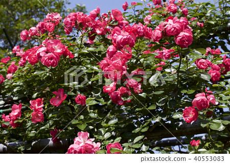 杯盛開的玫瑰園玫瑰 杯盛開的玫瑰園玫瑰 40553083