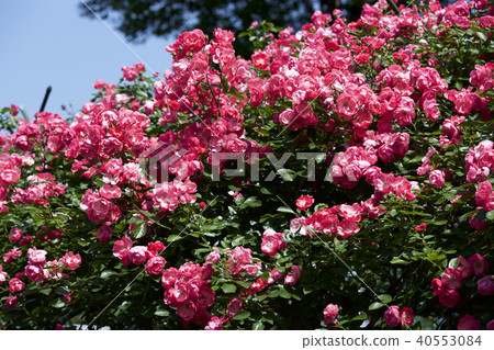 杯盛開的玫瑰園玫瑰 杯盛開的玫瑰園玫瑰 40553084