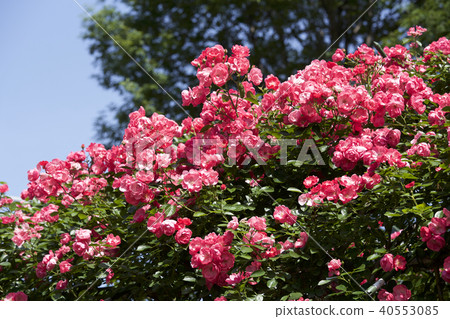 杯盛開的玫瑰園玫瑰 杯盛開的玫瑰園玫瑰 40553085