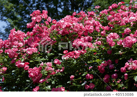 杯盛開的玫瑰園玫瑰 杯盛開的玫瑰園玫瑰 40553086