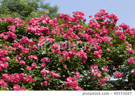 杯盛開的玫瑰園玫瑰 杯盛開的玫瑰園玫瑰 40553087