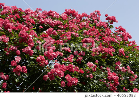 杯盛開的玫瑰園玫瑰 杯盛開的玫瑰園玫瑰 40553088