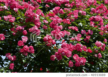 杯盛開的玫瑰園玫瑰 杯盛開的玫瑰園玫瑰 40553089