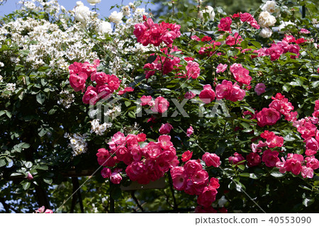 杯盛開的玫瑰園玫瑰 杯盛開的玫瑰園玫瑰 40553090