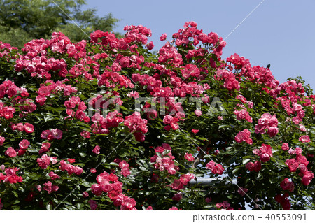 杯盛開的玫瑰園玫瑰 杯盛開的玫瑰園玫瑰 40553091