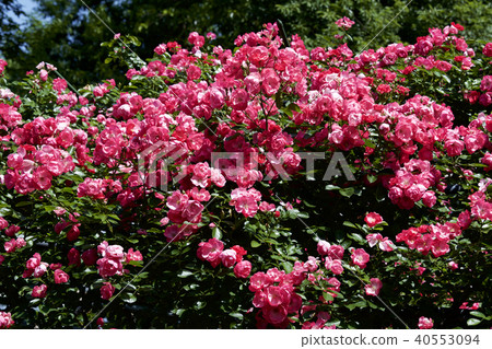 Cup Blooming Rose Garden Rose Cup Blooming Rose Garden Rose 40553094