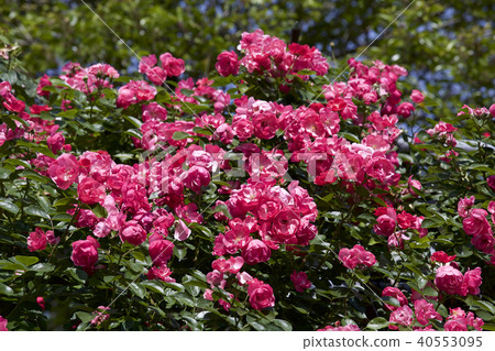Cup Blooming Rose Garden Rose 40553095