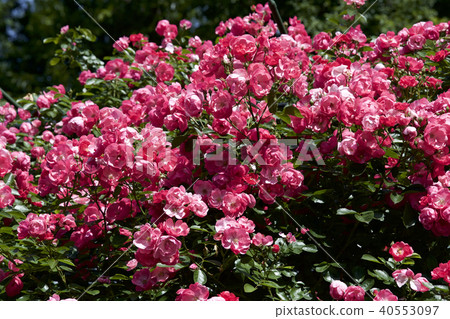 Cup Blooming Rose Garden Rose 40553097