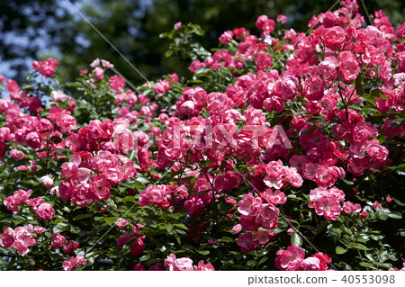 杯盛開的玫瑰園玫瑰 杯盛開的玫瑰園玫瑰 40553098